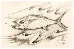 dog-tooth-tuna-drew-brophy