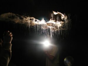 waitomo-glow-worms