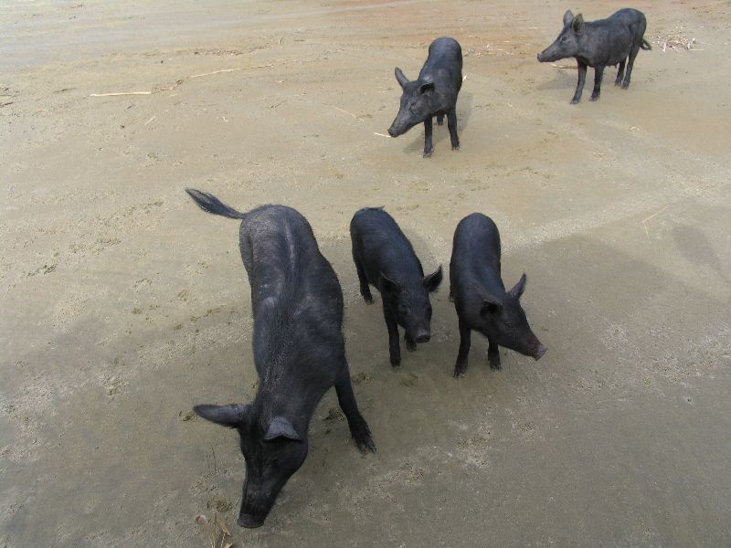 Pigs on beach at Shipwreck Bay